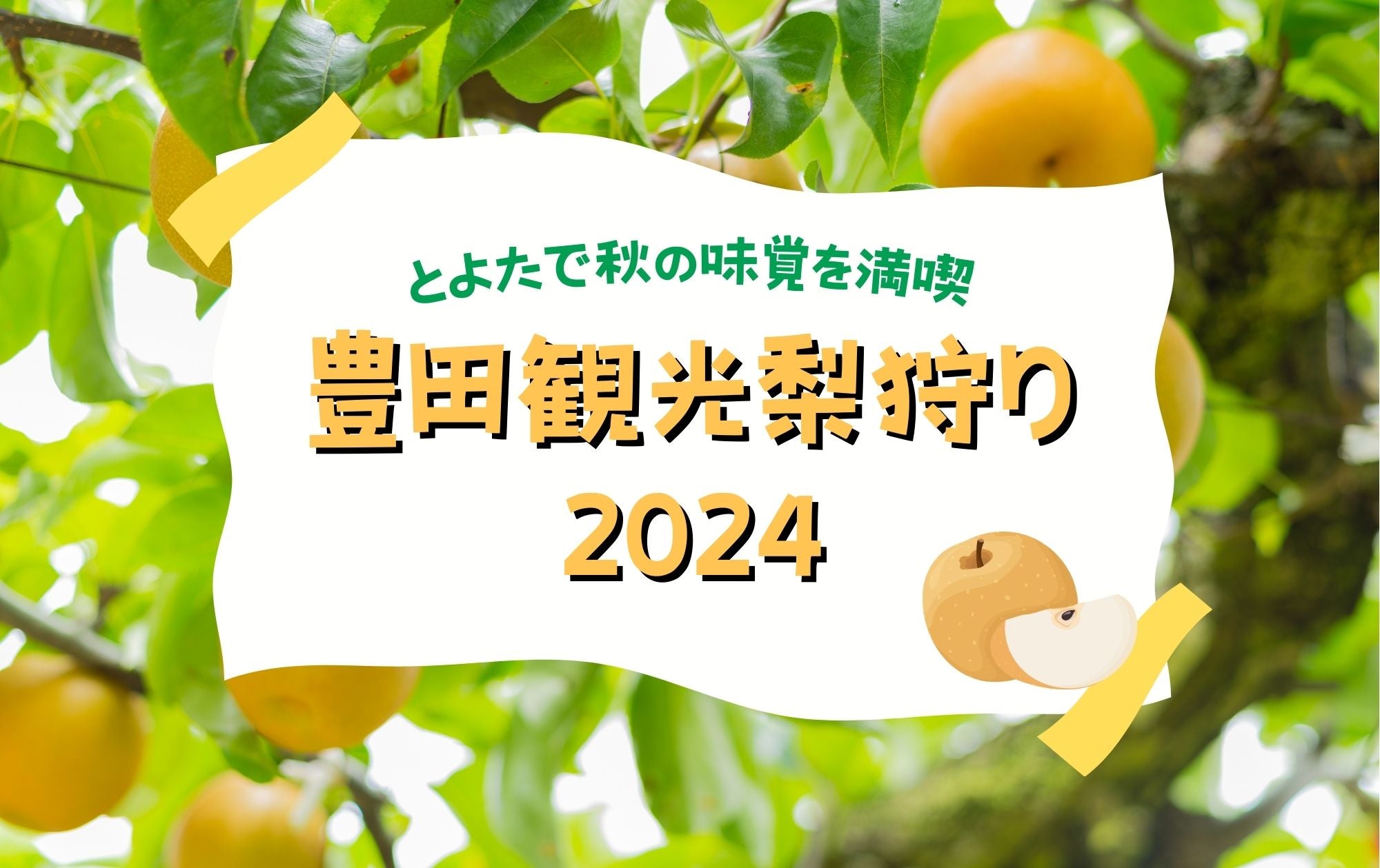 【2024年】豊田町の梨狩りは8月25日(日)スタート！お得な温泉割引も！