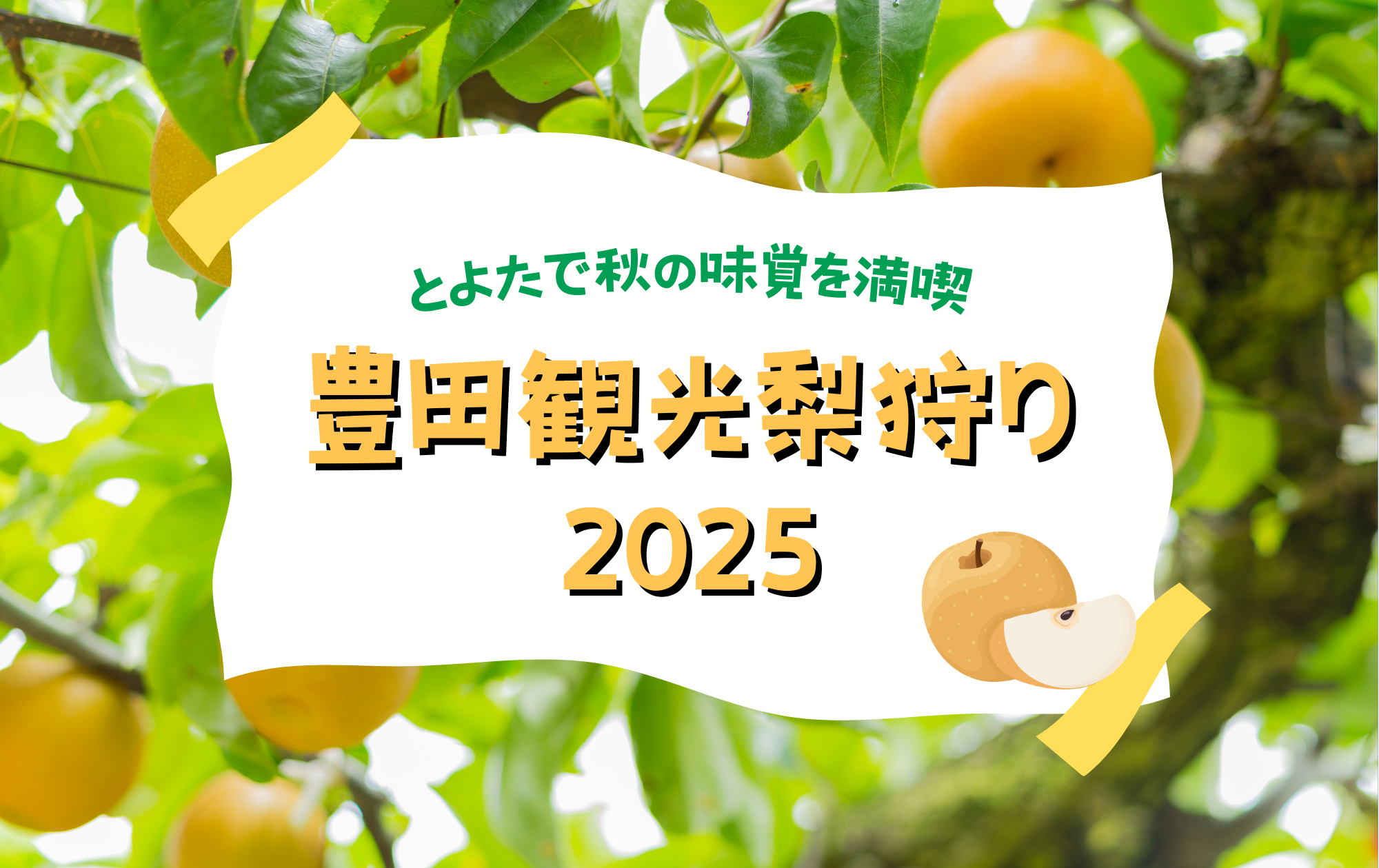 【2025年】豊田町の梨狩りは8月25日(月)スタート！