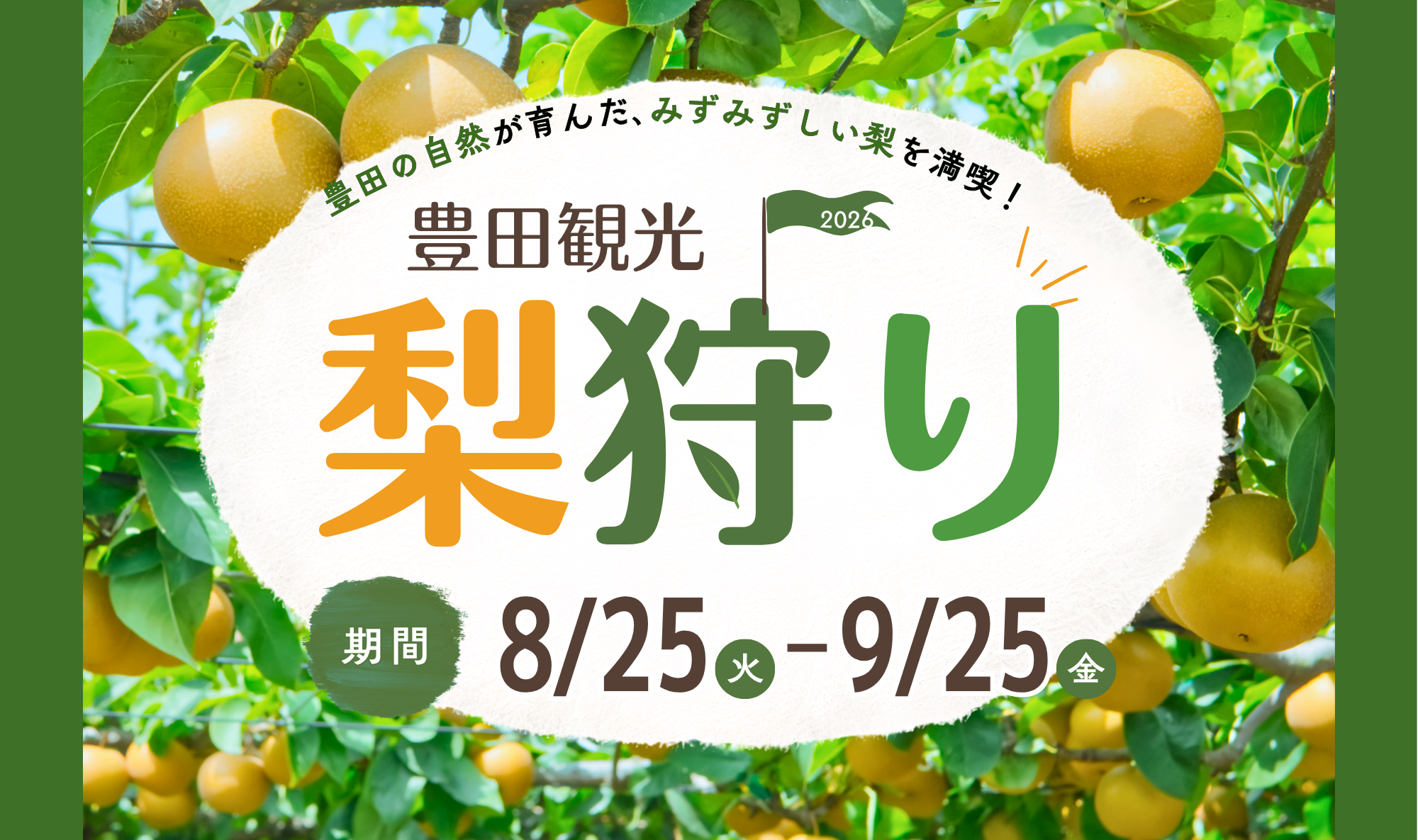 【2026年】豊田町の梨狩りは8月25日(月)スタート！